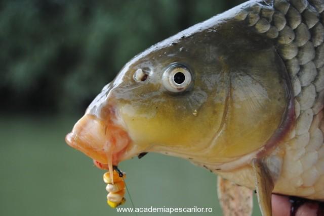 Pescuit :) - delta-1231.jpg